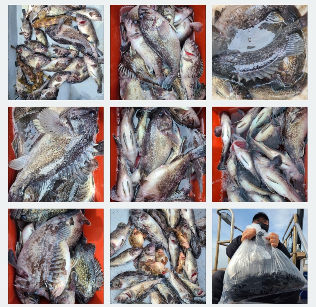 4월23일 뉴대성호 우럭조황