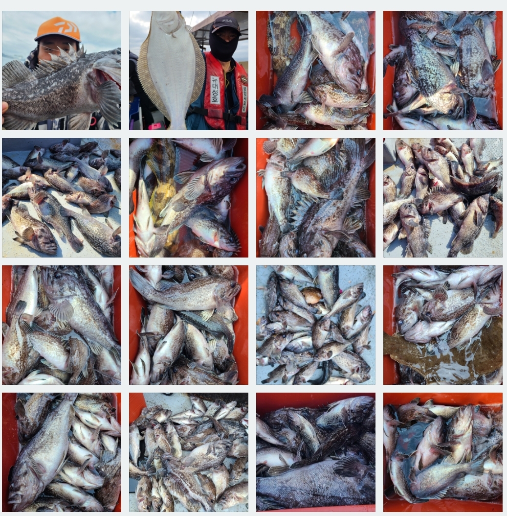 4월12일 뉴대성호 우럭조황