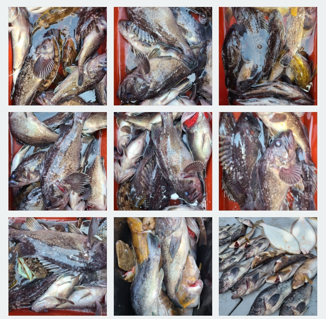 4월27일 뉴대성호 우럭조황