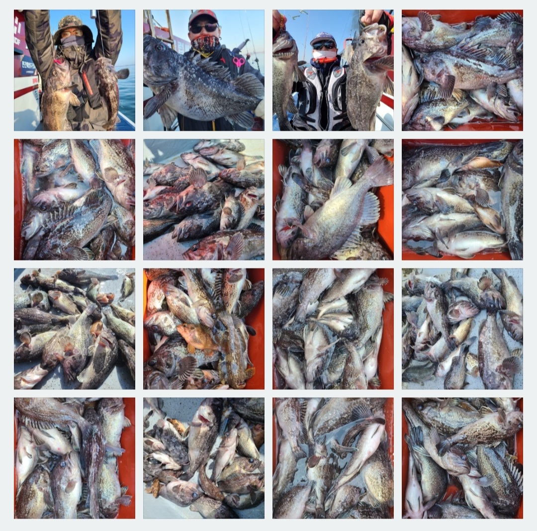 4월8일 뉴대성호 우럭조황