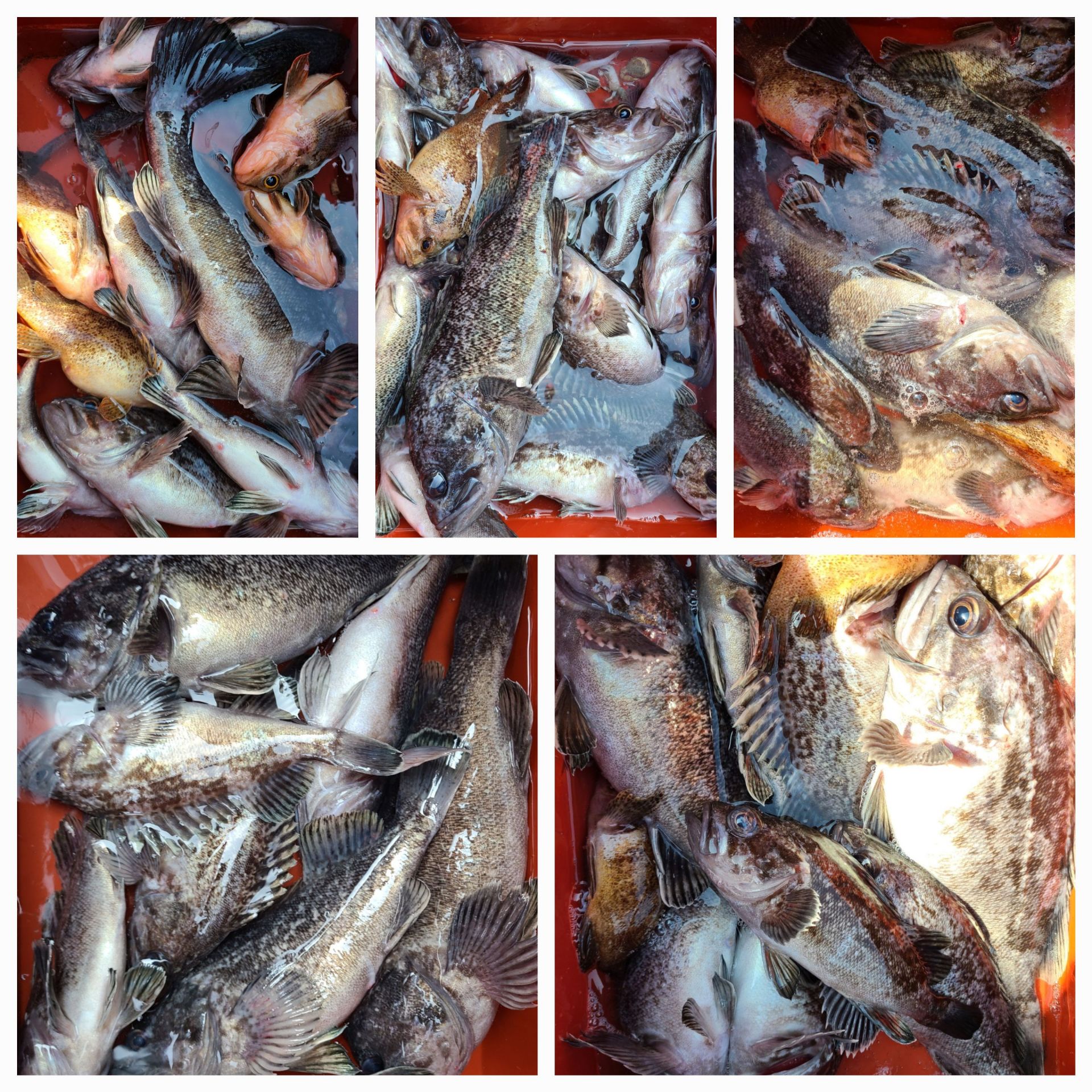 4월9일 뉴대성호 우럭조황