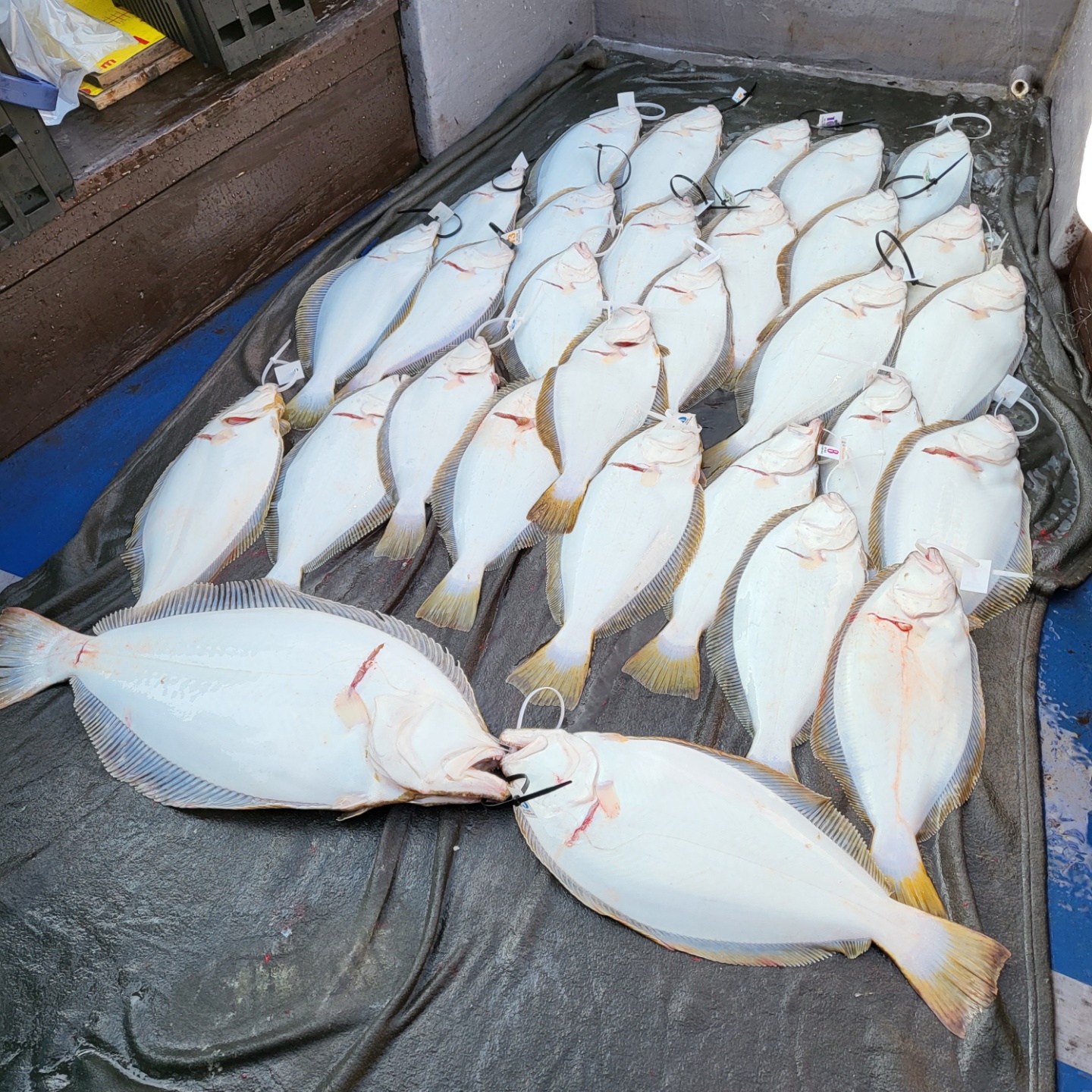 4월 20일 대성호 광어다운샷 탐사조황입니다