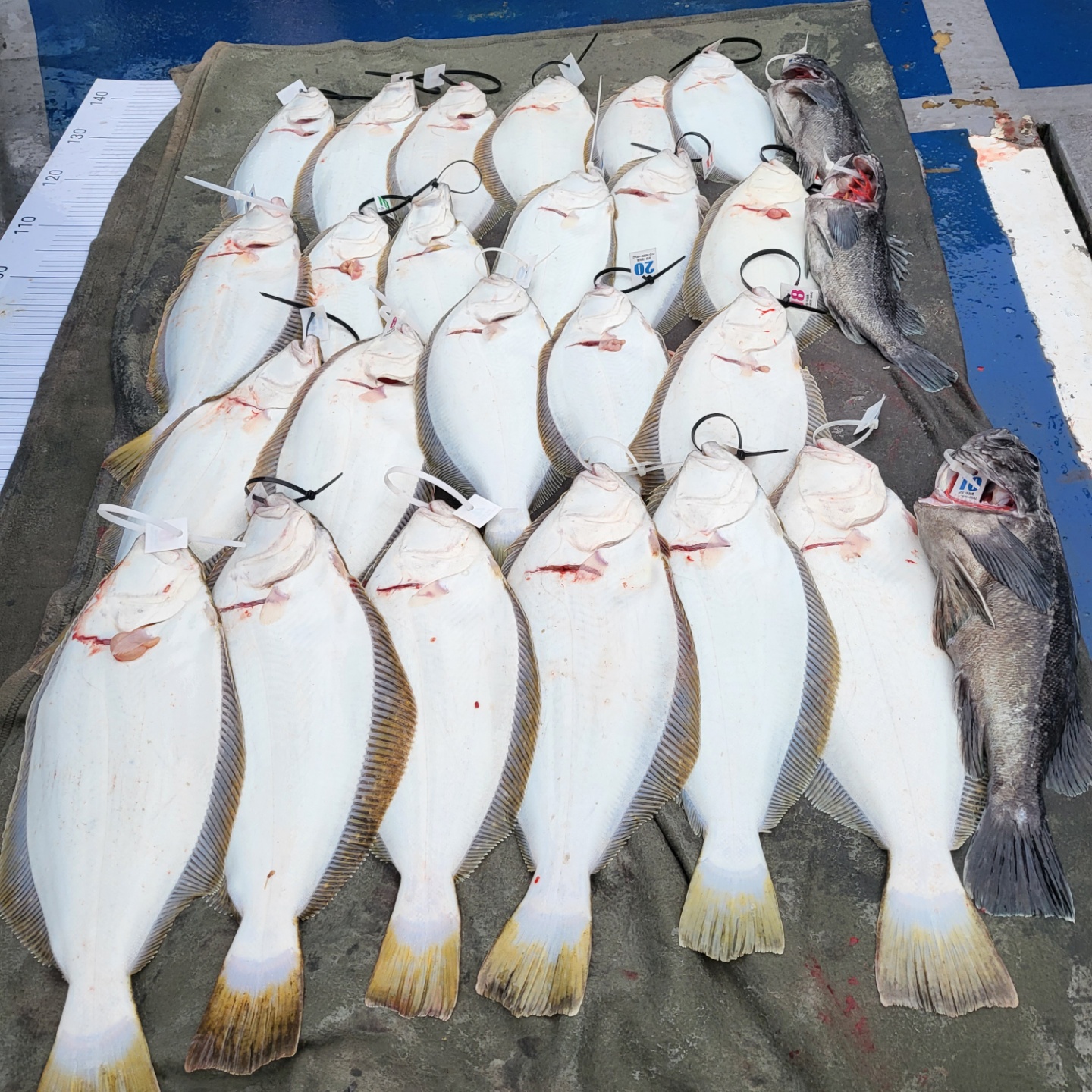 4월 24일 대성호 12인 광어다운샷조황입니다