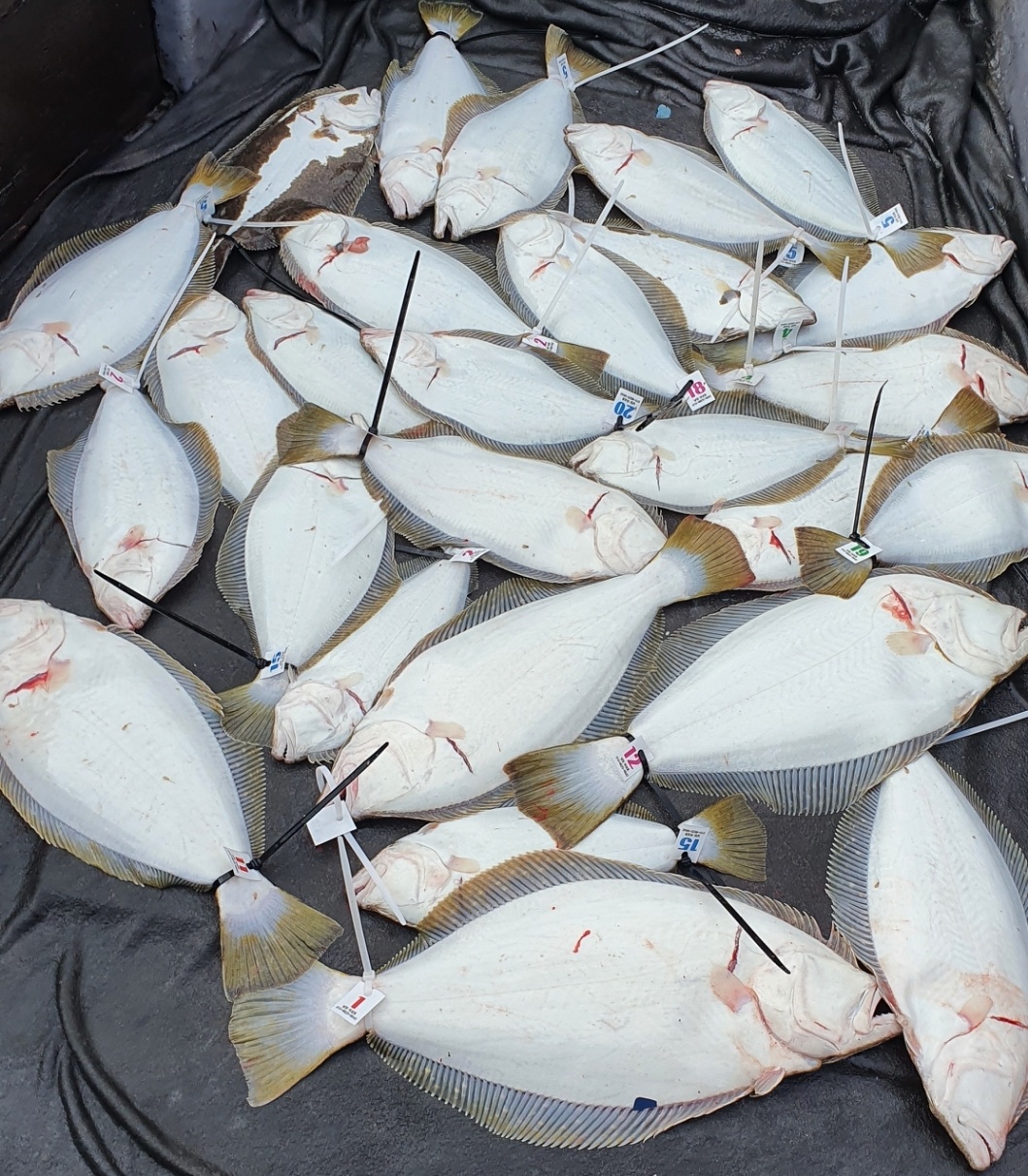 4월 10일 대성호 광어탐사 조황입니다