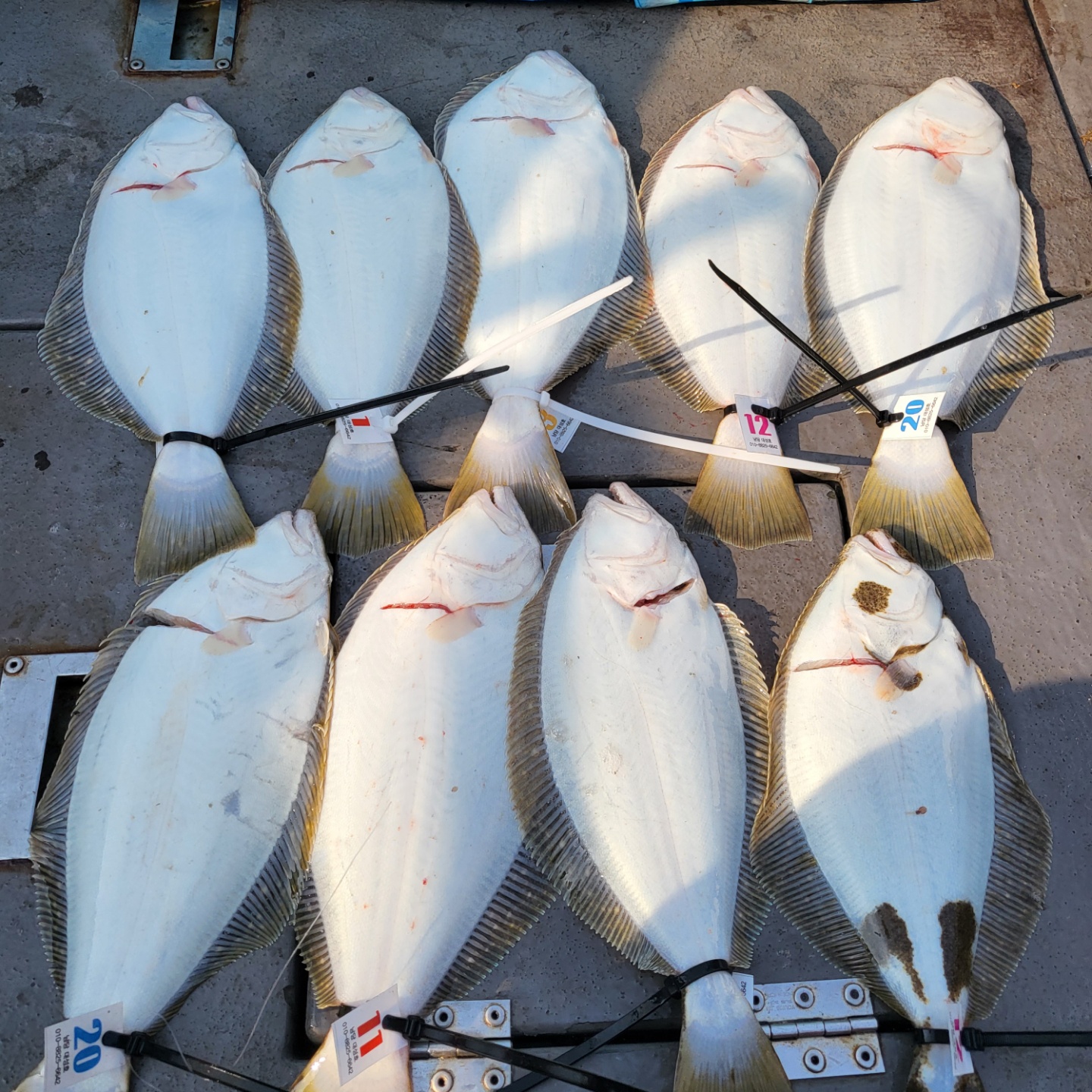 4월 2일 대성호 광어탐사조황입니다