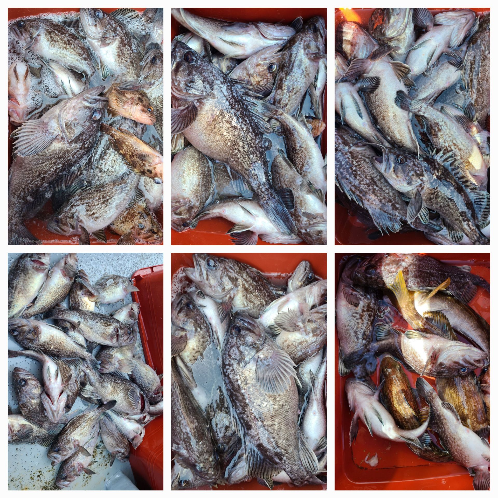 4월11일 뉴대성호 우럭조황