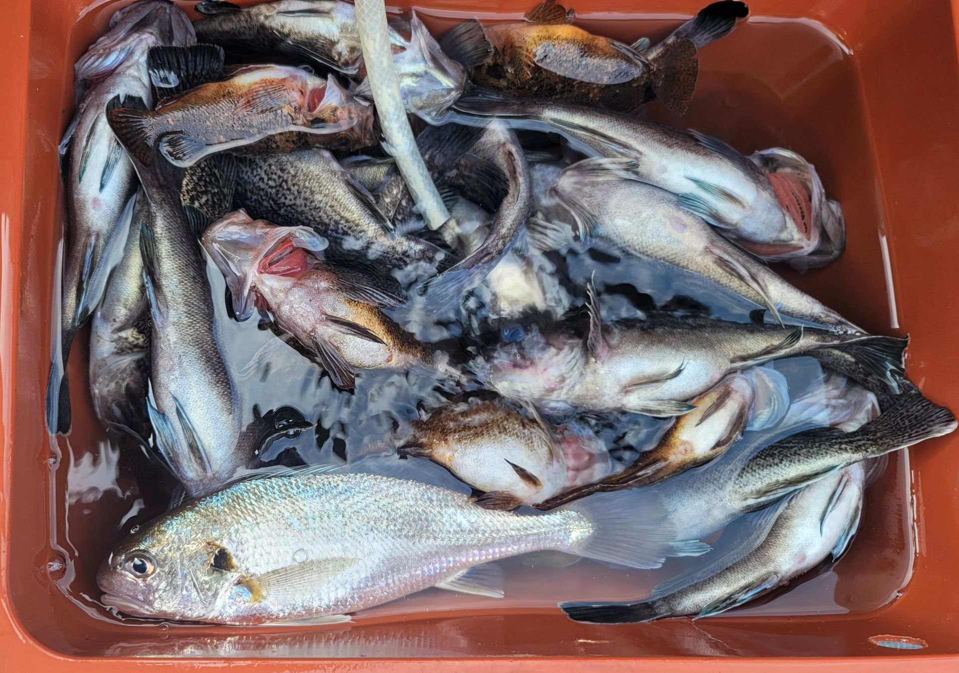 5월 29일 대성 2호 우럭조황