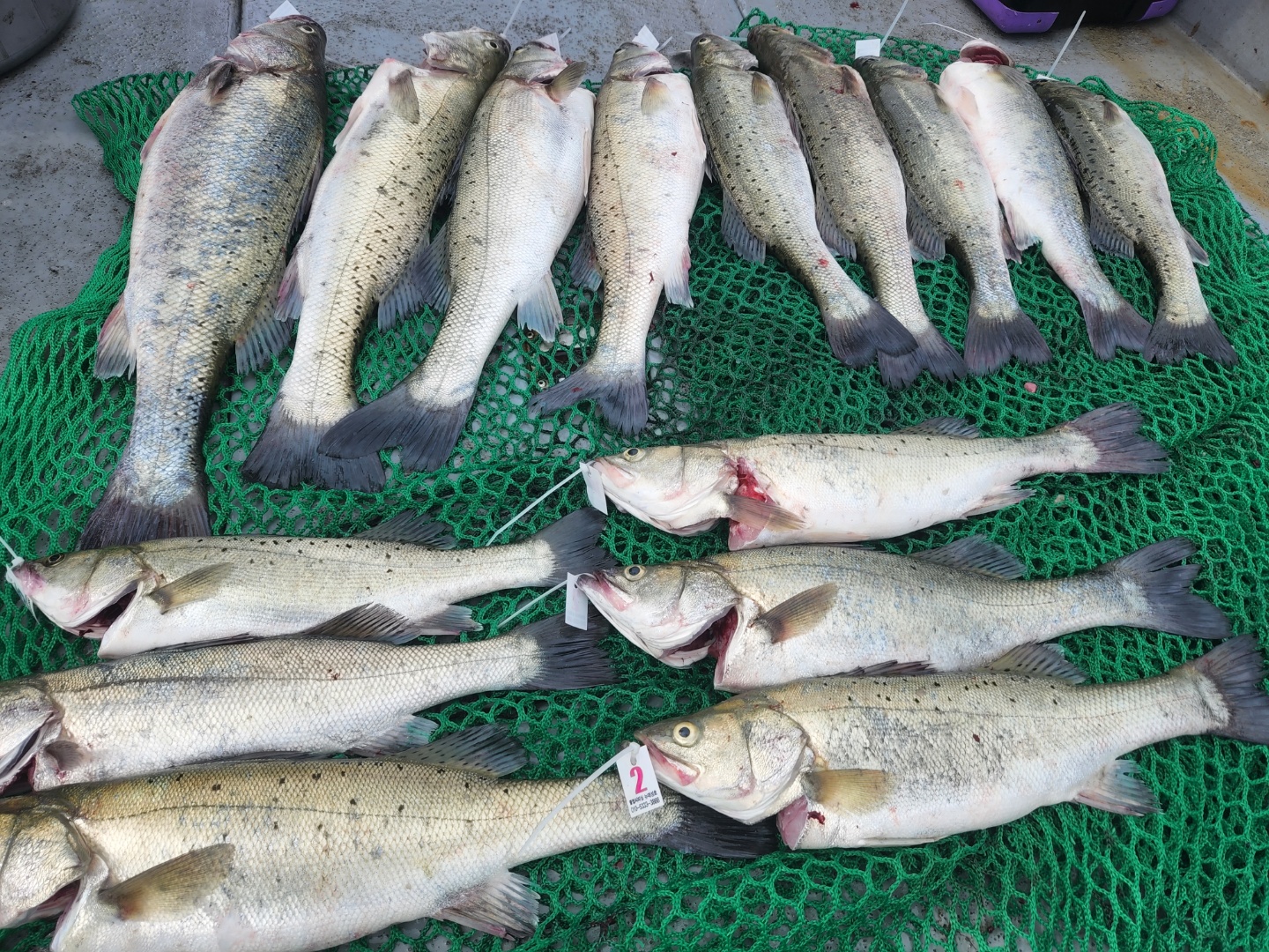 6월 12일 뉴대성호 조황입니다.