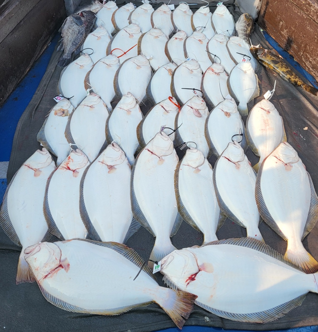 6월 9일 대성호 광어다운샷조황입니다