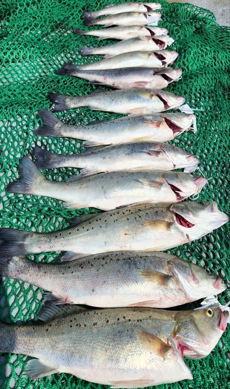 6월11일 뉴대성호 농어외수질조황