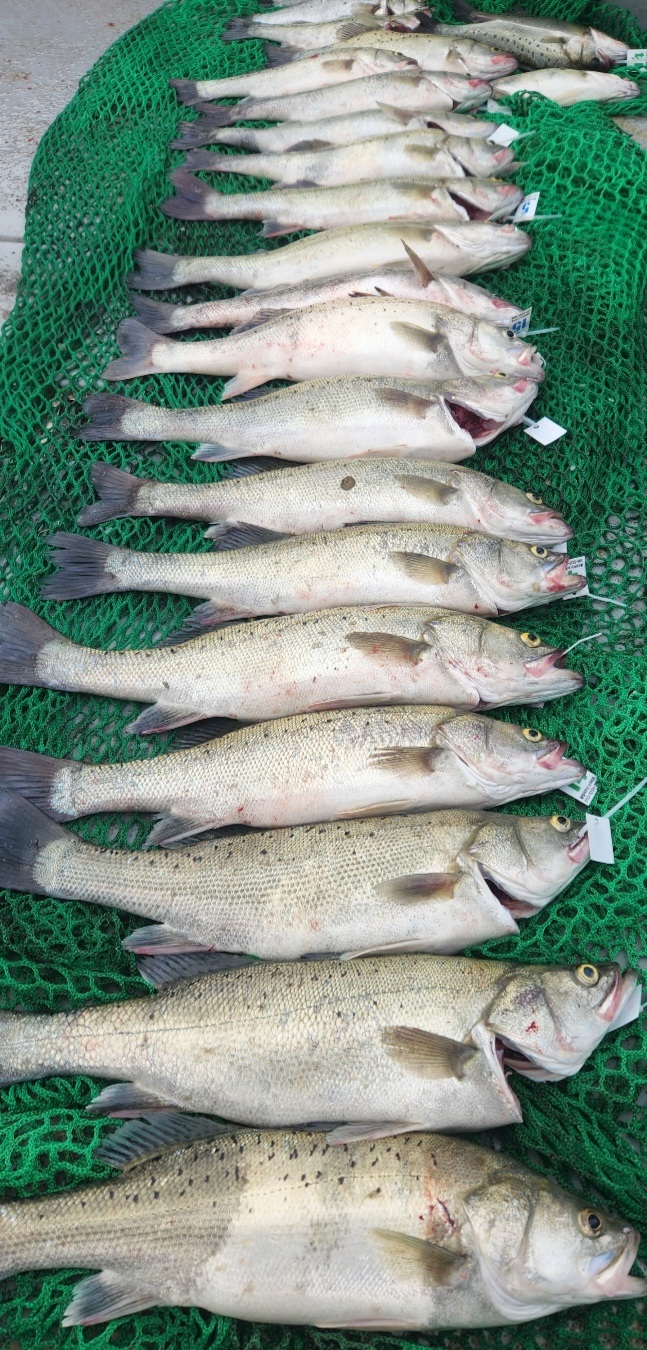 6월25일 뉴대성호 농어외수질