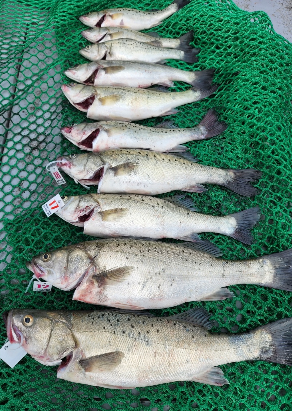 6월10일 뉴대성호 농어외수질