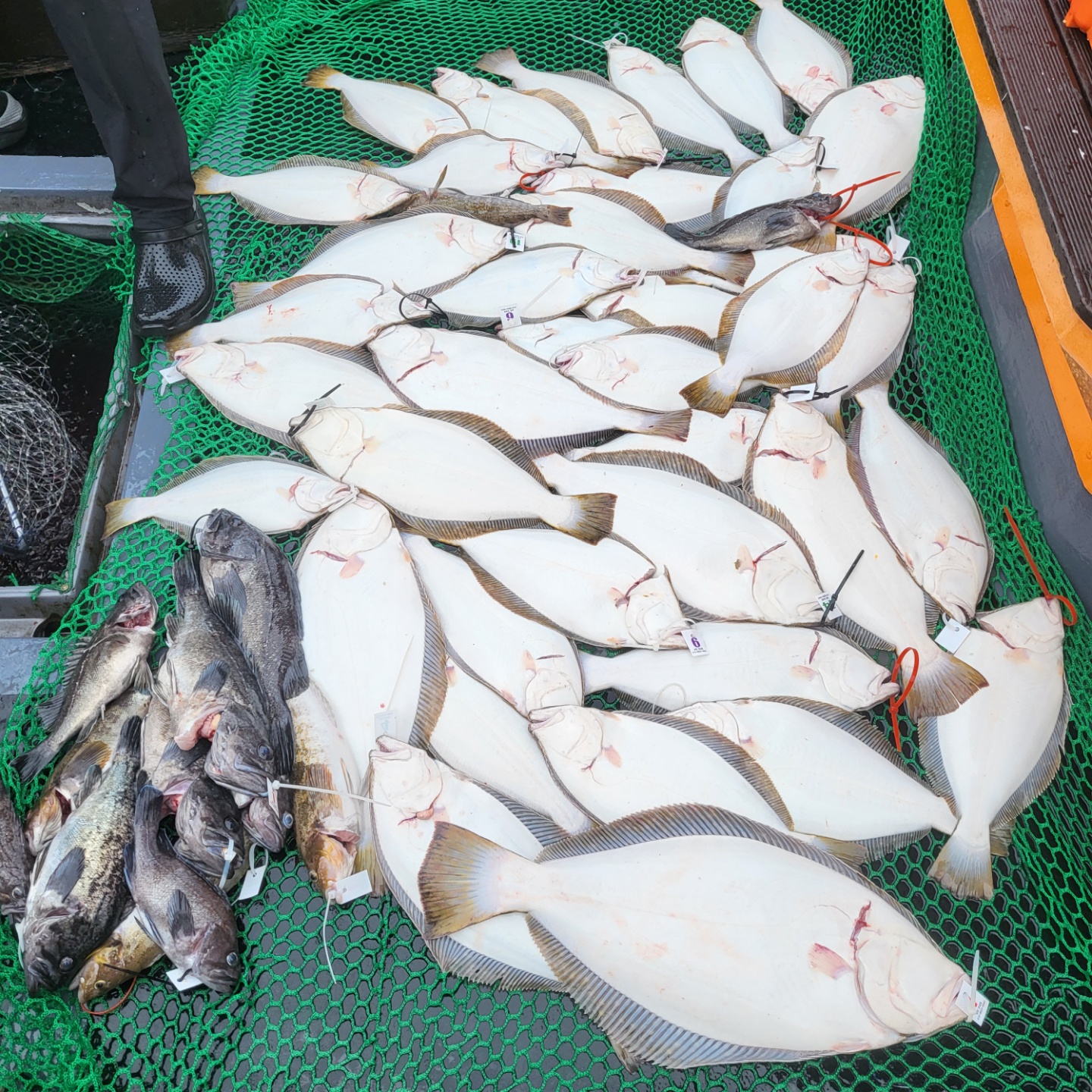 6월 19일 대성호 12인 광어다운샷조황입니다