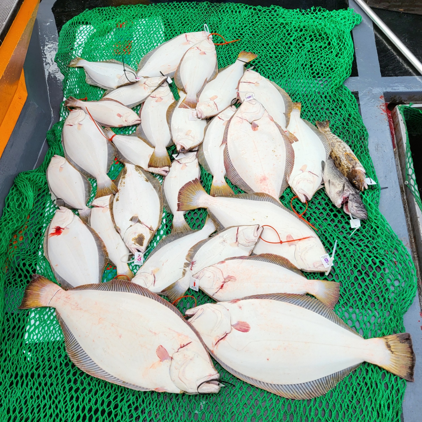 6월 25일 대성호 다운샷조황입니다