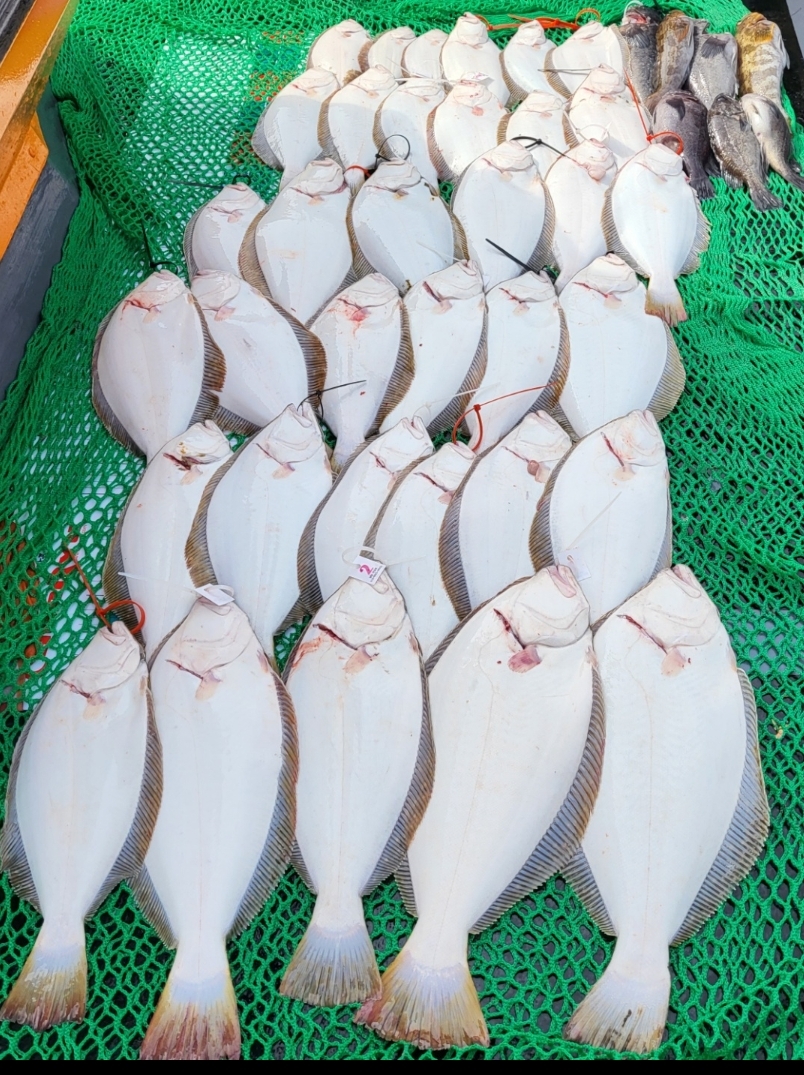 6월 18일 대성호 8인 광어다운샷조황입니다