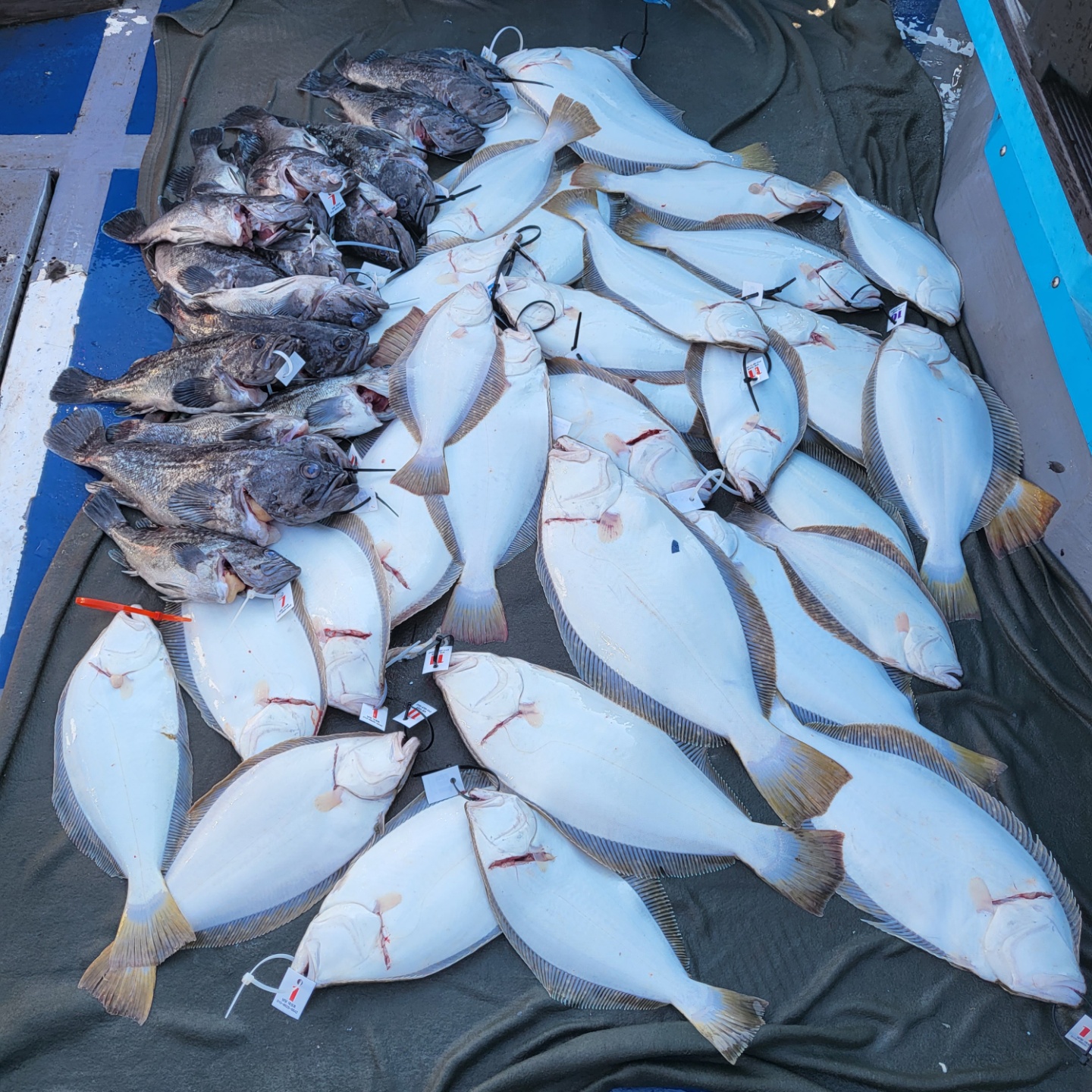 6월 1일 대성호 광어다운샷조황입니다