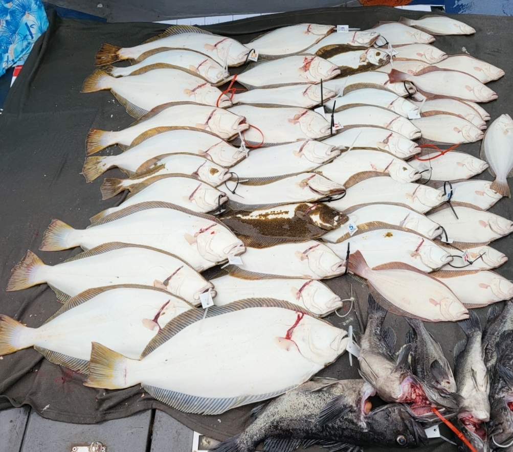 6월 5일 대성호 광어다운샷조황입니다