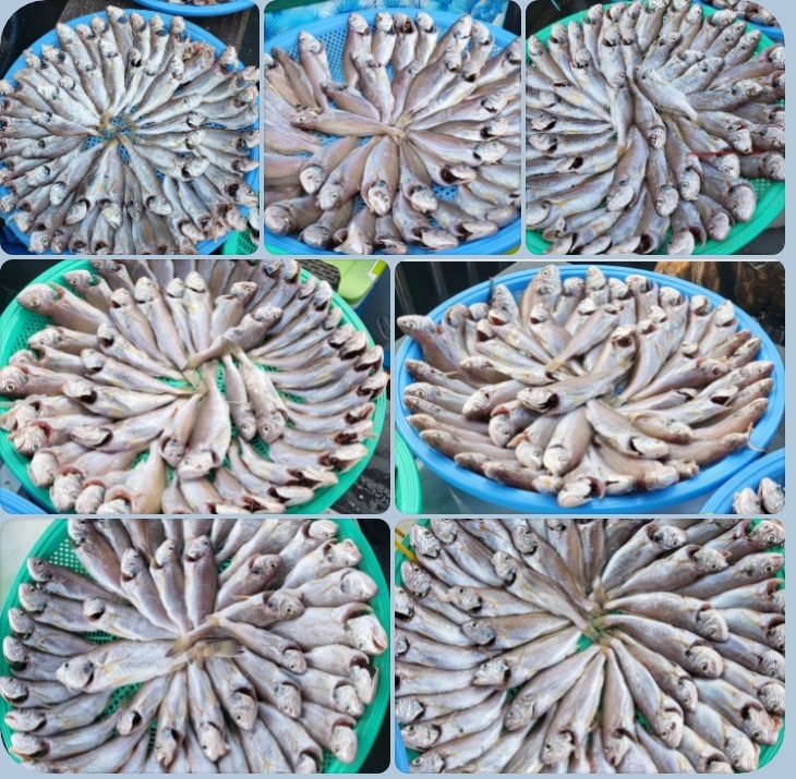 7월 10일 대성호 백조기 조황입니다 ~