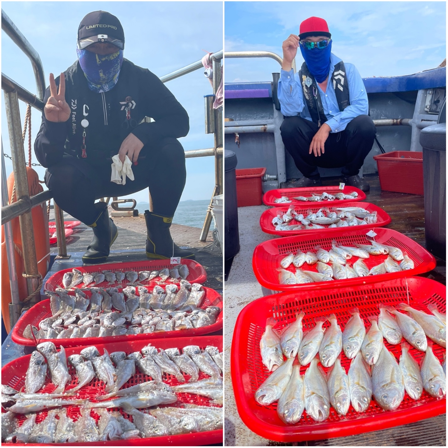 7월 3일 뉴대성호 백조기 조황입니다.