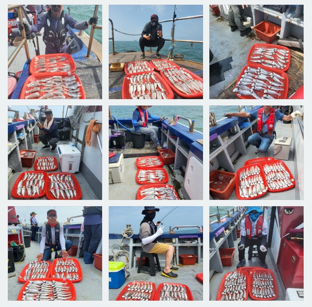 7월8일 뉴대성호 백조기조황