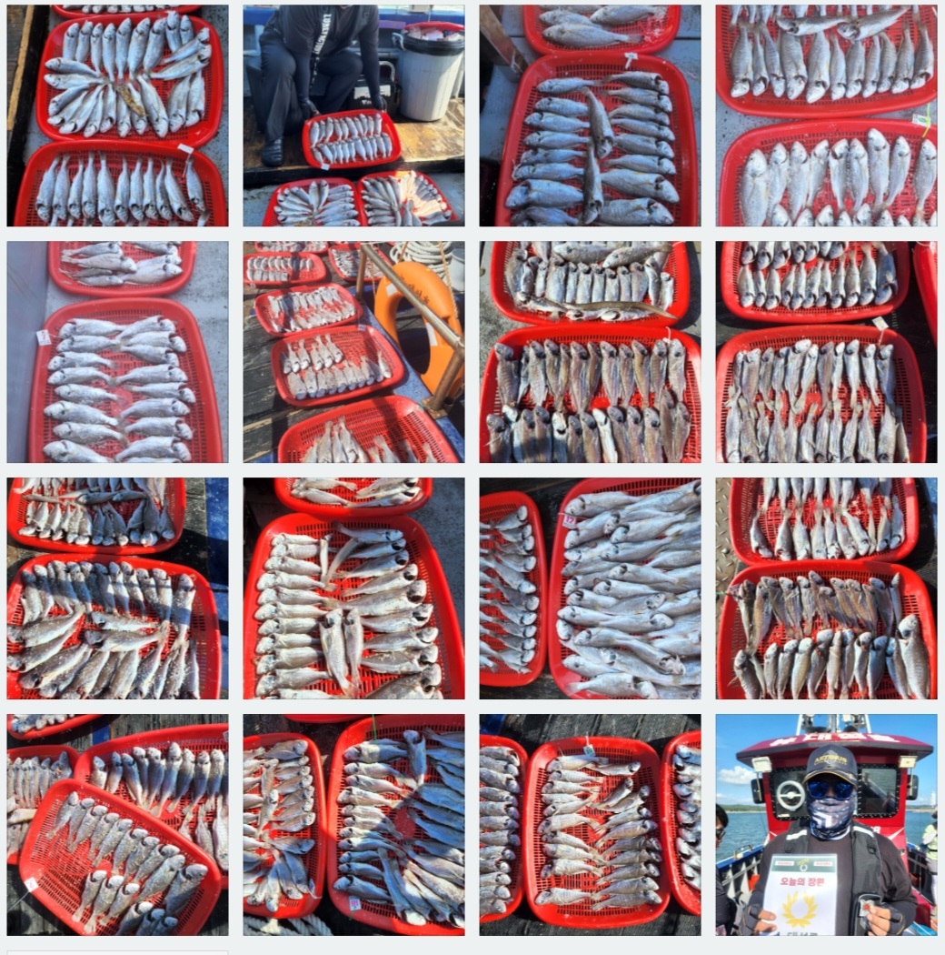 7월16일 뉴대성호 백조기조황