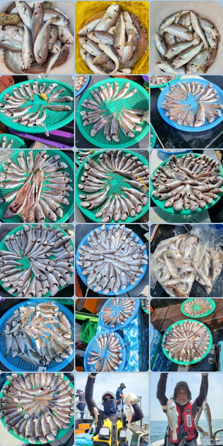 7월 9일 대성호 백조기 조황입니다 ~