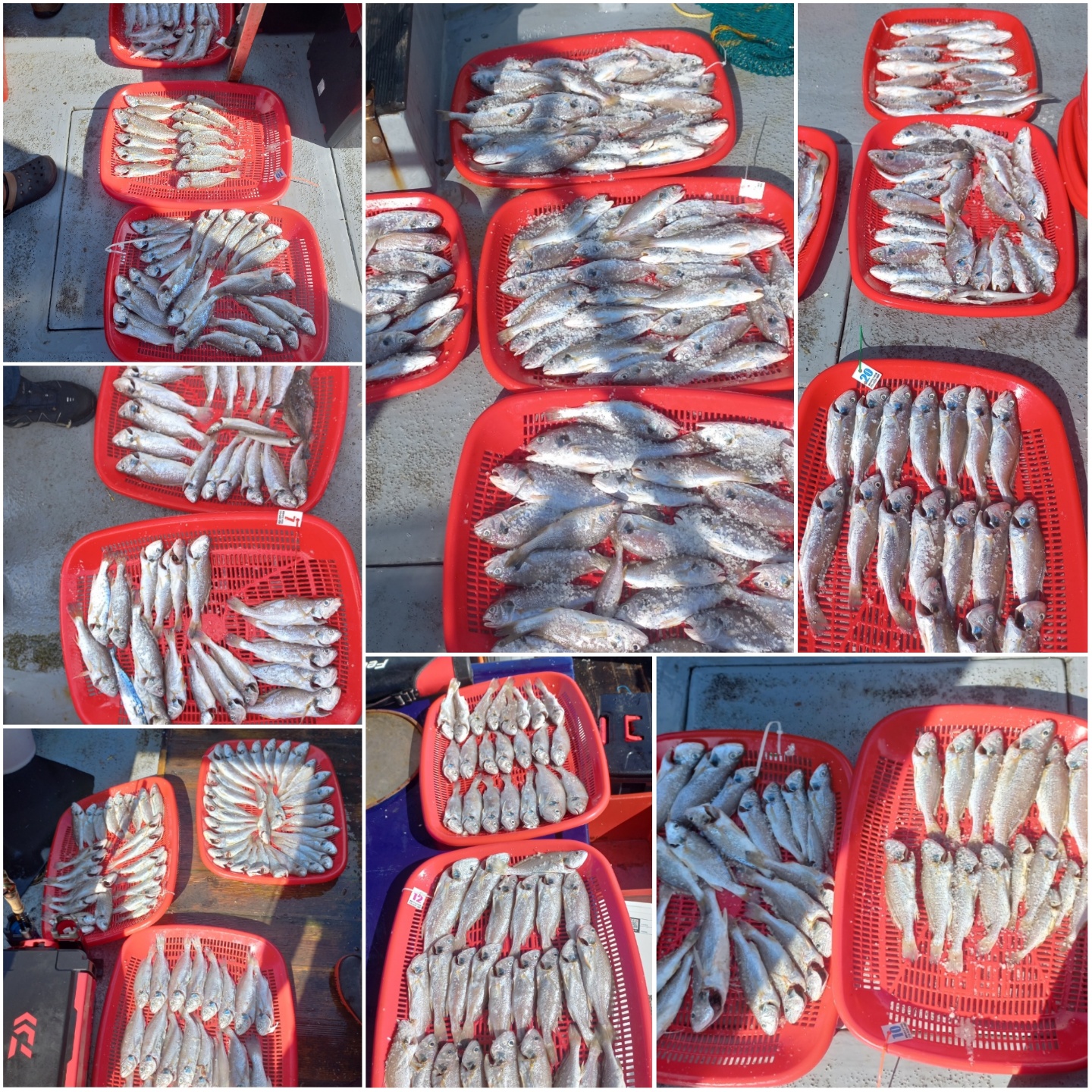 7월24일 뉴대성호 백조기조황