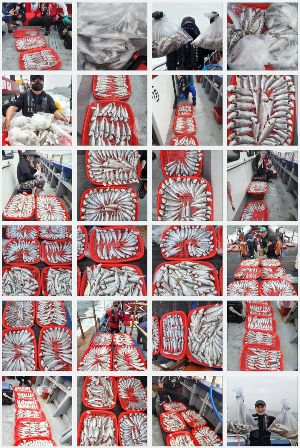 7월23일 뉴대성호 백조기조황