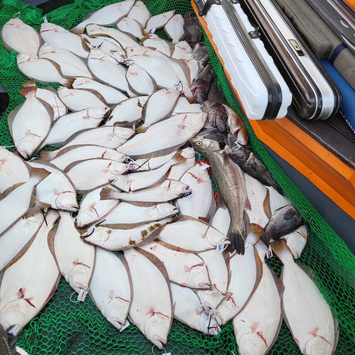 7월 2일 대성호 광어다운샷조황입니다 ~