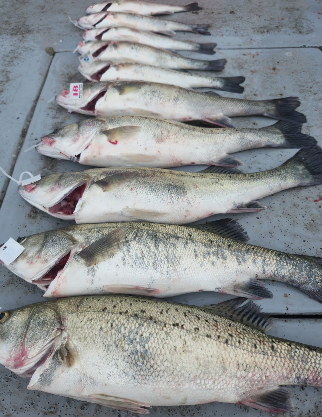 7월7일 뉴대성호 농어조황