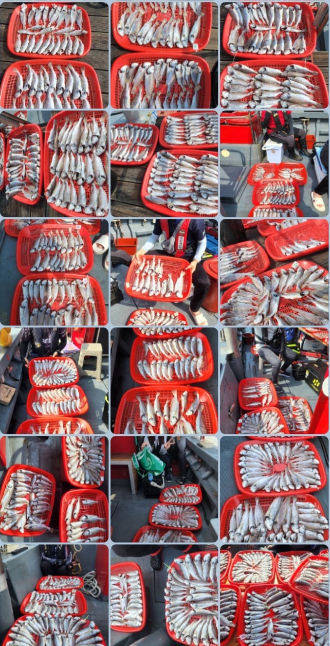 7월9일 뉴대성호 백조기조황