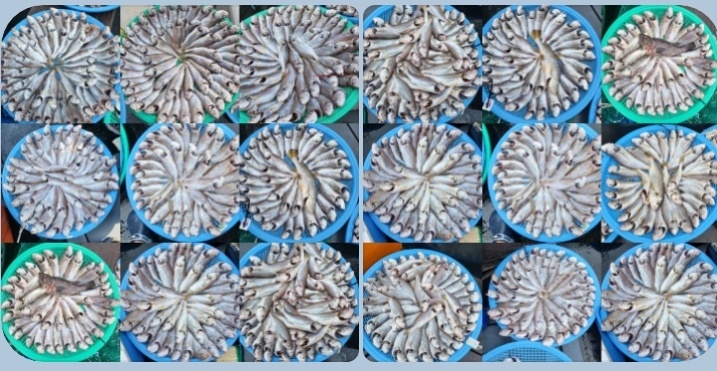 7월 23일 대성호 백조기조황입니다