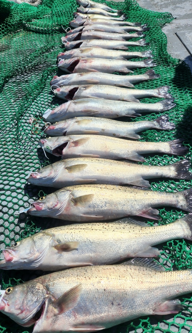 7월1일 뉴대성호 농어외수질조황