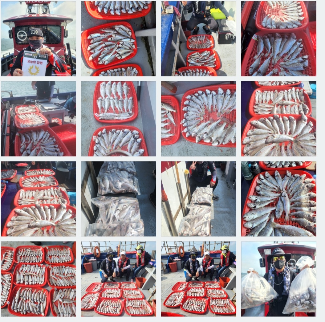 7월26일 뉴대성호 백조기조황