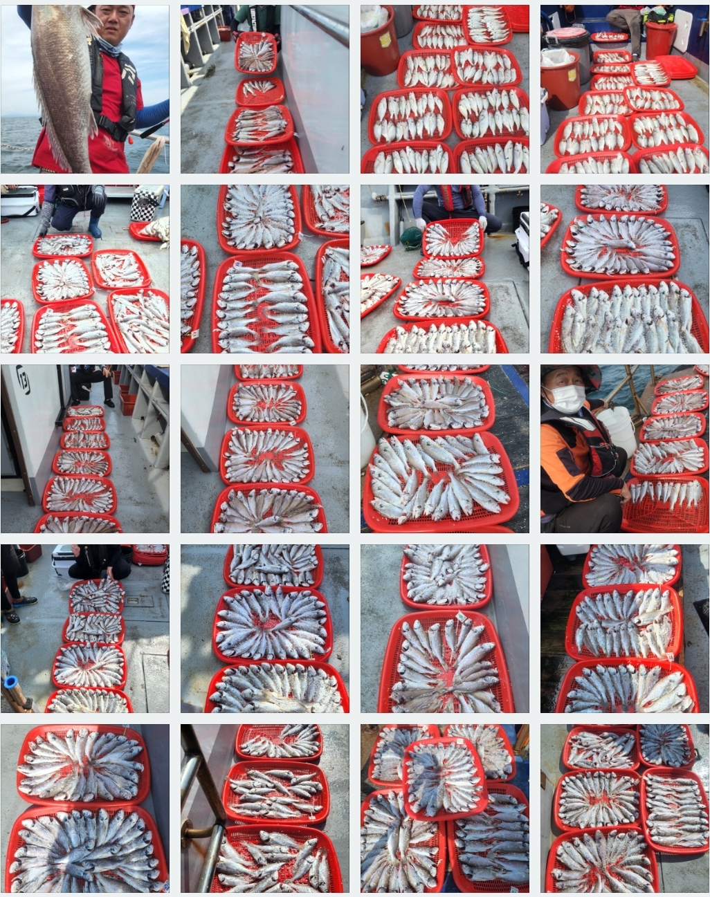 8월22일 뉴대성호 백조기조황