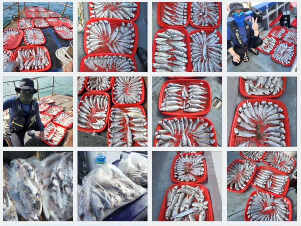 8월4일 뉴대성호 백조기조황