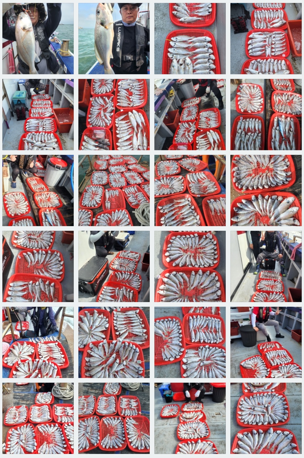 8월5일 뉴대성호 백조기조황