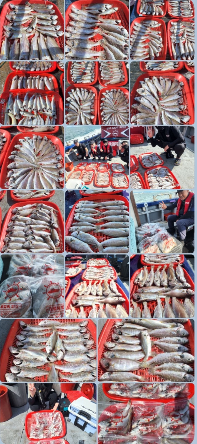 8월18일 뉴대성호 백조기조황