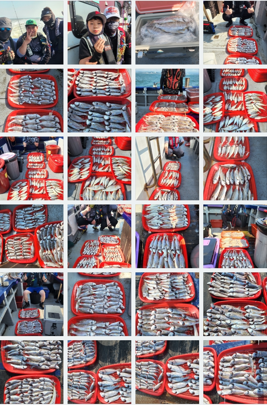 8월6일 뉴대성호 백조기조황