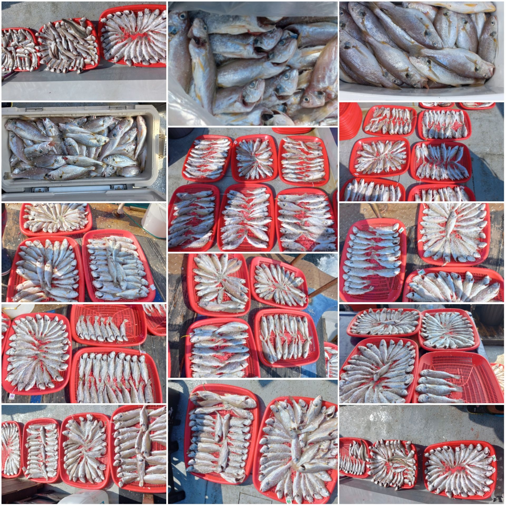 8월 21일 뉴대성호 백조기 조황