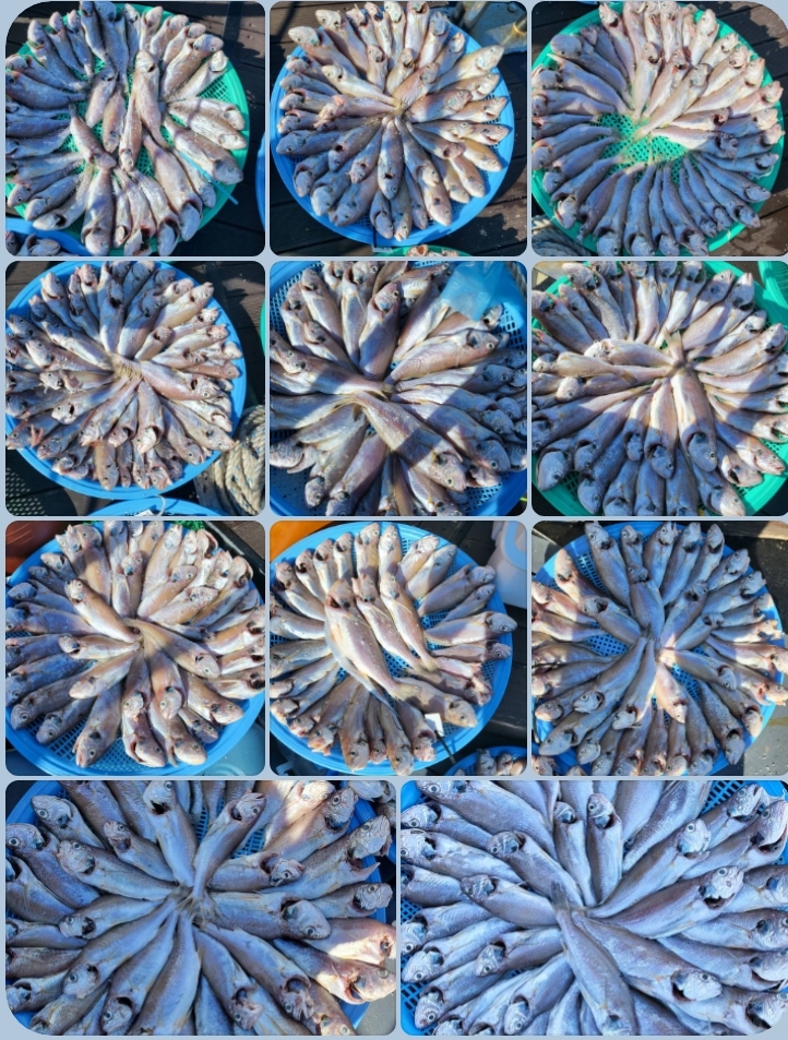 8월 20일 대성호 백조기조황입니다