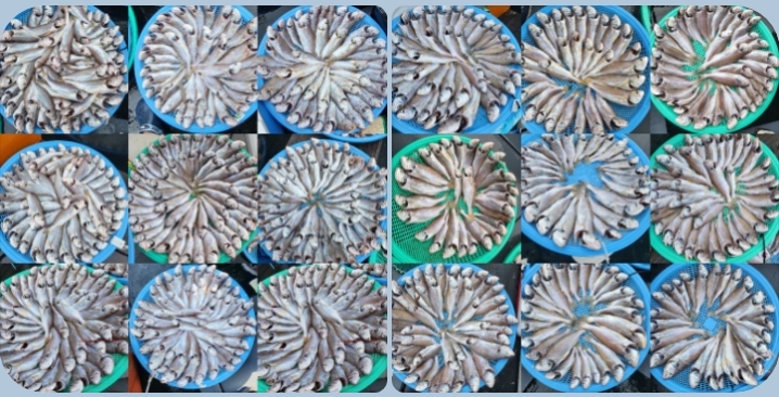 8월 7일 대성호 백조기조황~^^