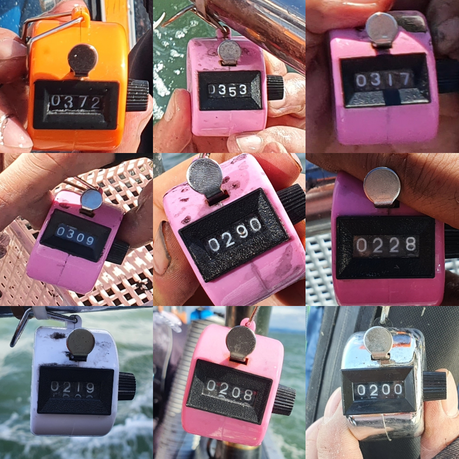 9월 2일 대성호 주꾸미 조황입니다