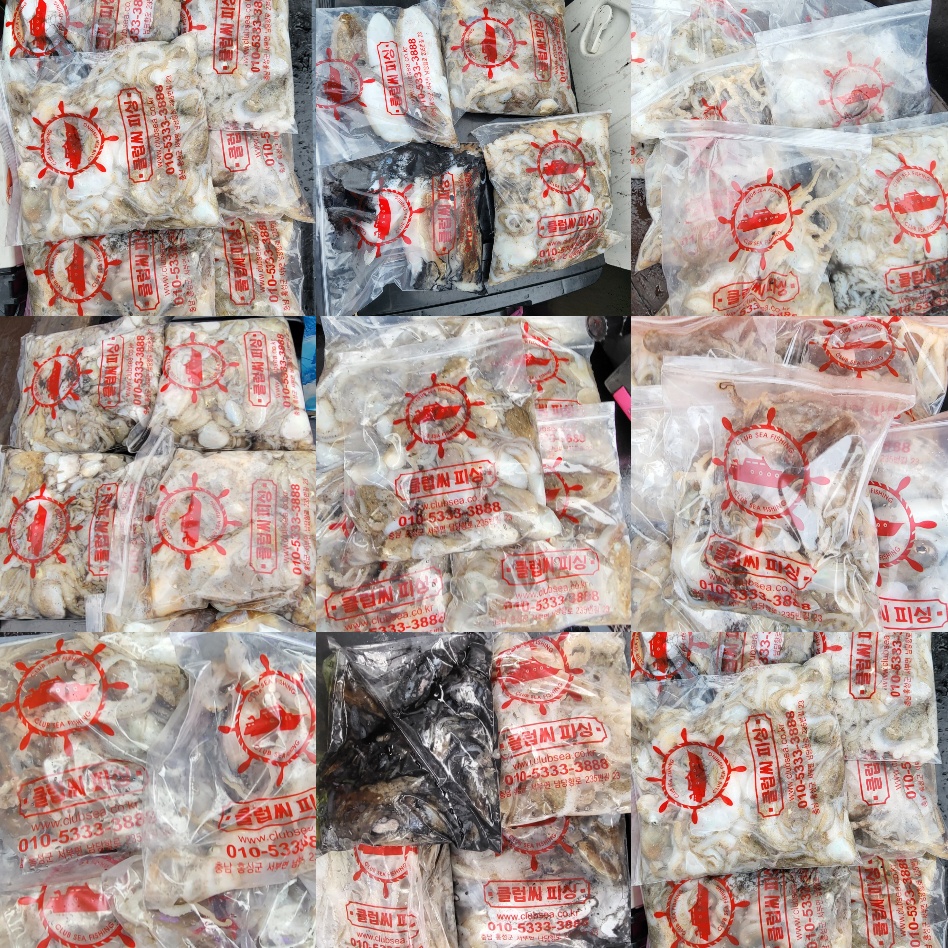 9월 13일 대성호 주꾸미 조황입니다