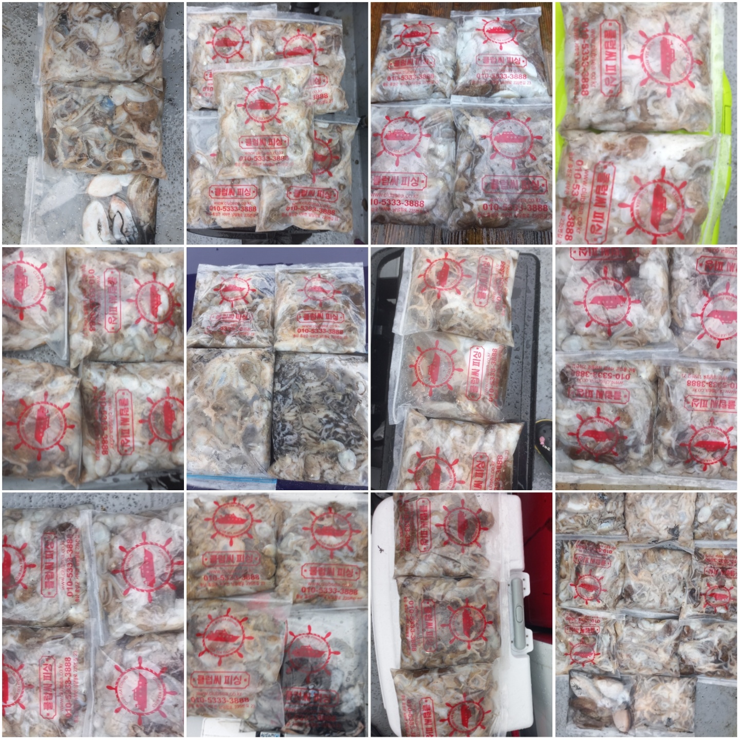 9월 4일 뉴대성호 주꾸미 조황입니다