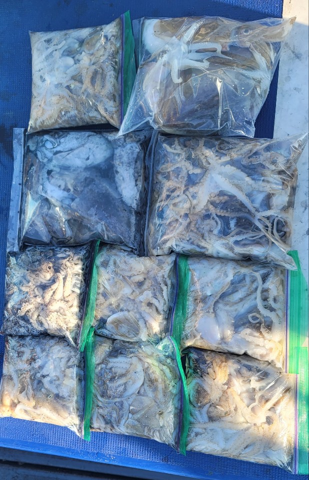 10월 08일 대성2호 쭈꾸미조황