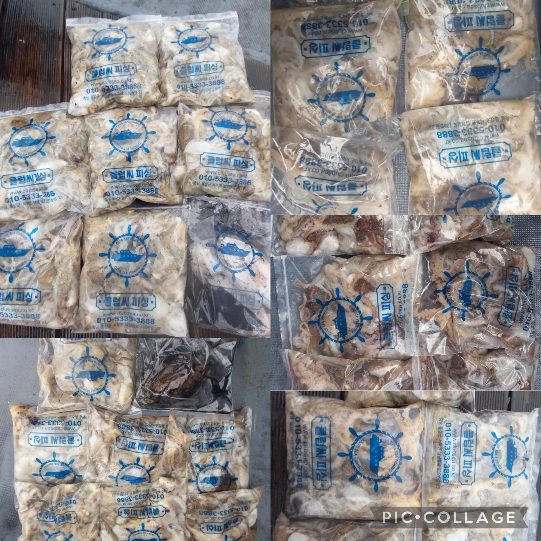 10월 16일 레드원호 주꾸미 조황