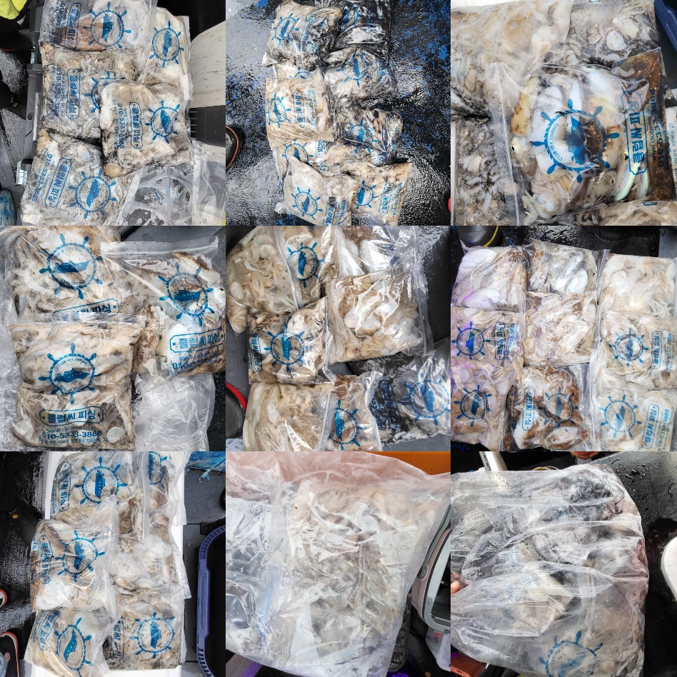 10월 1일 대성호 주꾸미조황입니다