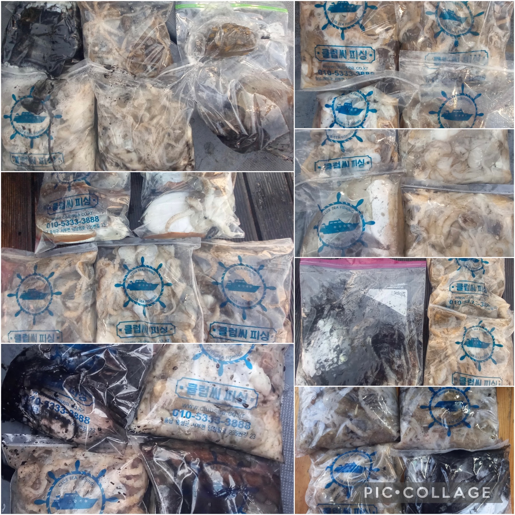 10월 31일 레드원호 주꾸미 조황