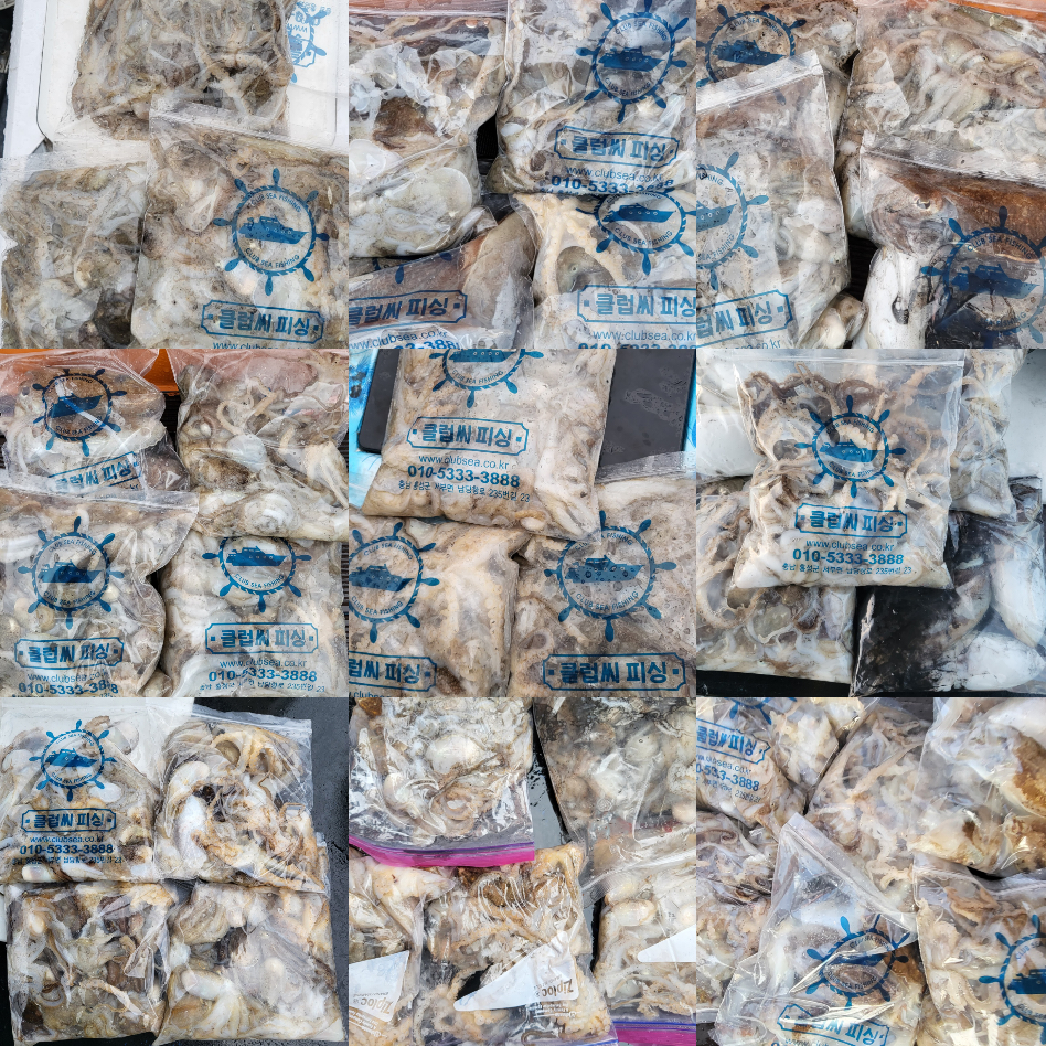 10월 9일 대성호 주꾸미조황입니다